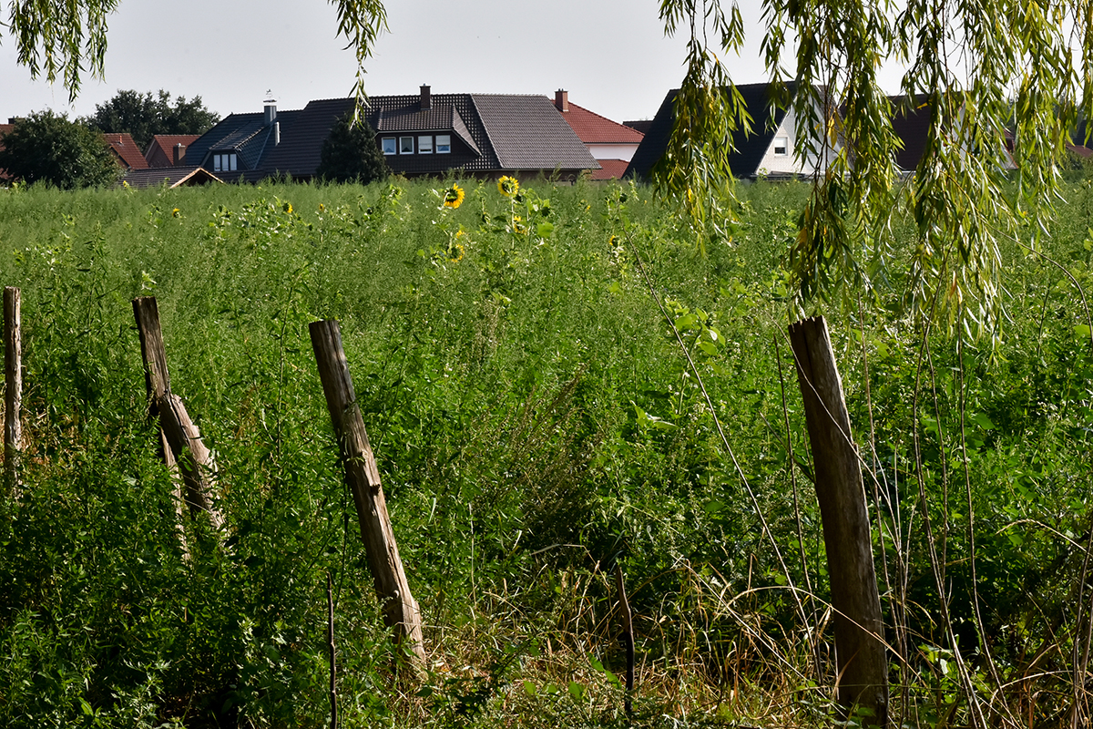 20-Holdorf--Bl&uuml;hstreifen