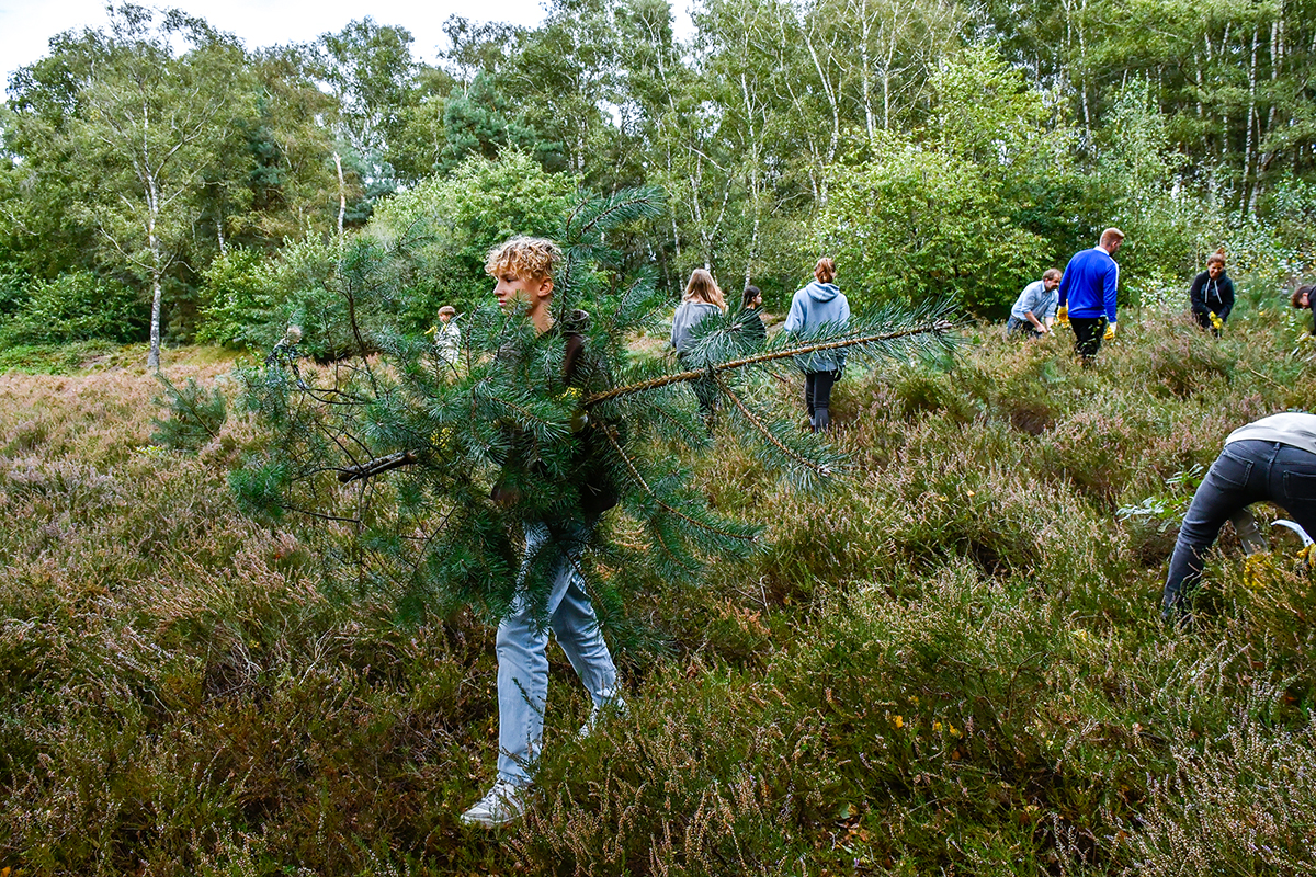 23-GKS-Heide-entkusseln