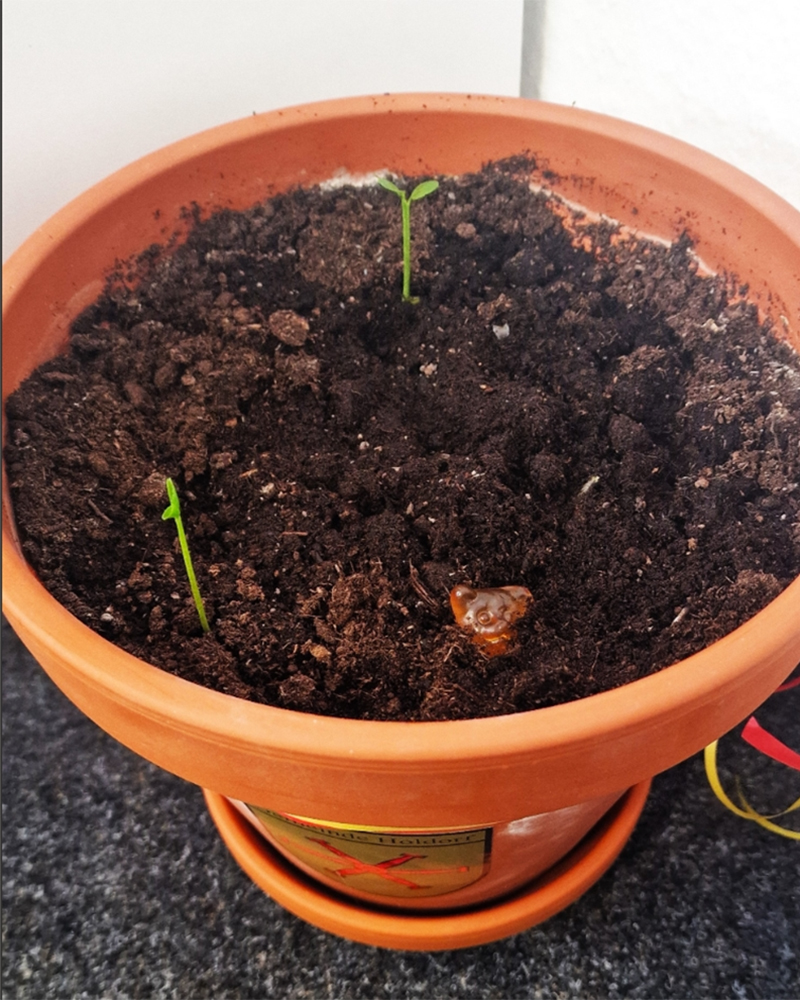 25 Erste Bäumchen wachsen 25 Erste Bäumchen wachsen